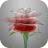 JaneR