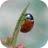 Lady_bird
