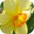 Narcisska