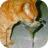 chat_tigre