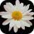 WhiteCamomile
