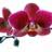 Orquidea