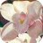 fuzzy_Peach