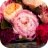 pivoine