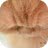 Chanterelle