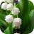 Lily-of-the-valley
