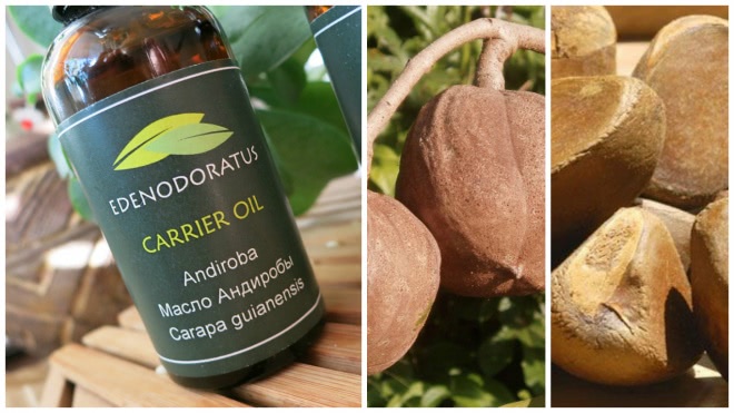 Edenodoratus Carrier oil - Blackcurrant Seed, Kiwi Fruit Seed & Andiroba