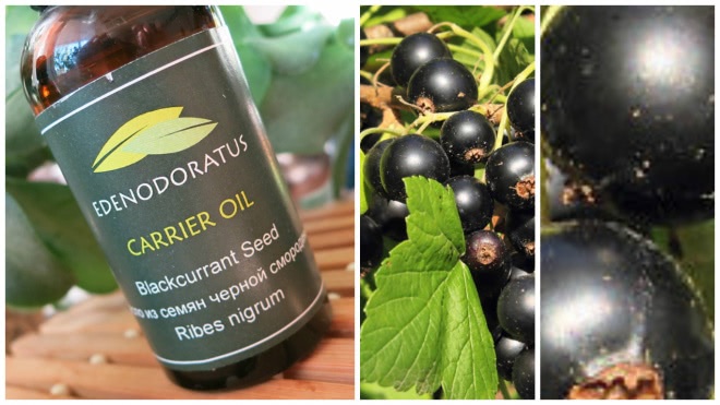 Edenodoratus Carrier oil - Blackcurrant Seed, Kiwi Fruit Seed & Andiroba