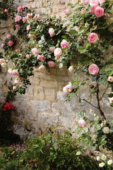Acqua di Parma, Rosa Nobile, edp
