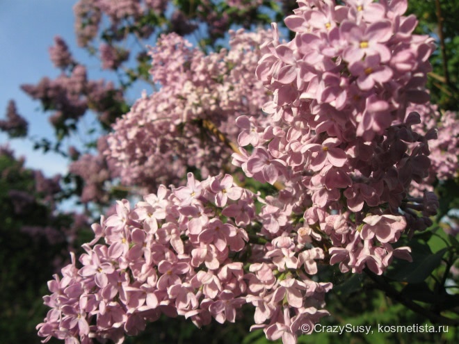 Весна с Yves Rocher Un Matin Au Jardin Lilas Mauve