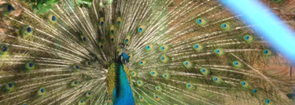 Тени YSL Ombres Quadrilumieres 4 Coloure Harmony for Eyes