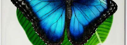 Морфориум - ловец бабочек