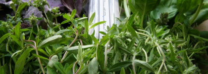 Холодная Вода Serge Lutens L'eau Froide (Edp)