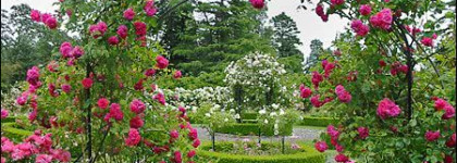 Ароматный шлейф