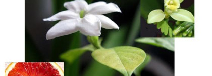 Ароматный шлейф