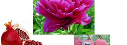 Ароматный шлейф