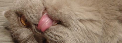 Лак для ногтей Essie Chinchilly #696