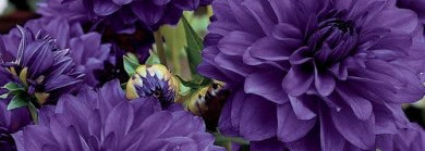 Чернила от EL