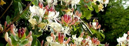 Летнее утро с Le Chevrefeuille Annick Goutal