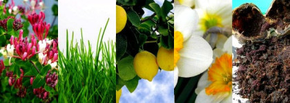 Летнее утро с Le Chevrefeuille Annick Goutal