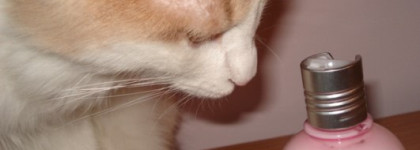 Цвести и пахнуть, как... пионы