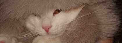 Дне-рождественский макияж "на осенней ноте". Chanel Ombre Essentielle