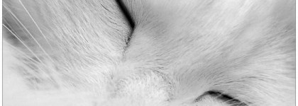 Gloria Vanderbilt. Зимняя сказка