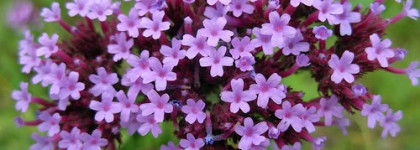 Эмульсия для умывания с вербеной, Darphin