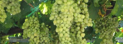 Замечательный уход Caudalie