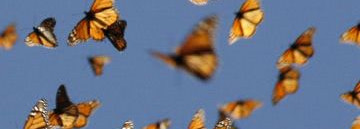 La Chasse aux Papillons L Artisan Parfumeur - мой  зимний островок лета