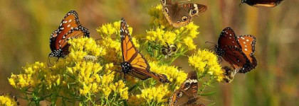 La Chasse aux Papillons L Artisan Parfumeur - мой  зимний островок лета