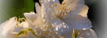 «24 Faubourg Eau Delicate» от  Hermes - первое дуновение весны