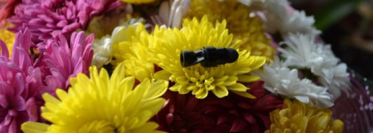 Мой пятый - Rimmel Exaggerate Waterproof Eye definer (211) - Sable