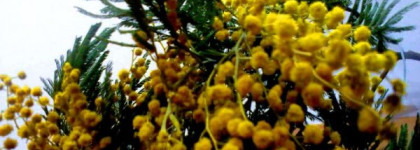 L'occitane Immortelle Biologique Precious Serum - Регенерирующая сыворотка Иммортель