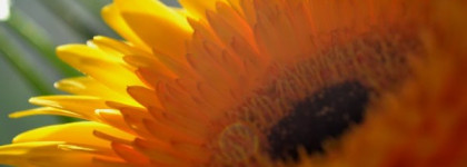 L'occitane Immortelle Biologique Precious Serum - Регенерирующая сыворотка Иммортель