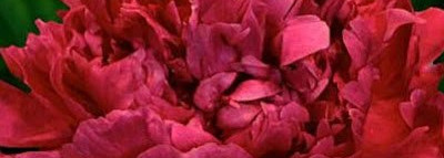 Serge Lutens La Fille de Berlin в миниатюре