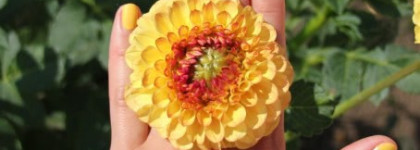 Летний лаковый сыр-бор. Любимцы уходящего лета