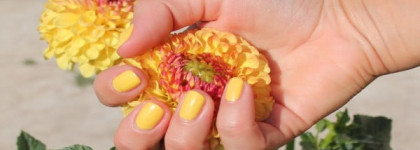 Летний лаковый сыр-бор. Любимцы уходящего лета