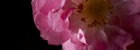 Французское настроение вместе с Dior   J'adore