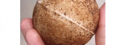 Аппетитные продукты от Stenders