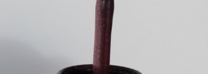 The Face Shop Face It Art Nail Magic Magnet RD301