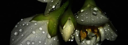 Ночной сад Jasmin Noir