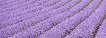 Лаванда, горная лаванда... Прованская радость для моих ногтей