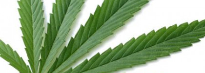 Hempz: мои волосы полюбили