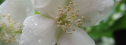 Парфюм Creed - Virgin Island Water