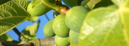 Дом нишевой парфюмерии Diptyque - Philosykos