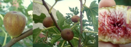 Дом нишевой парфюмерии Diptyque - Philosykos