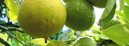 Парфюм Creed - Virgin Island Water