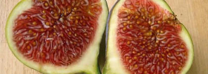 Дом нишевой парфюмерии Diptyque - Philosykos