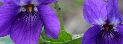 Comme des Garcons Series 3 Incense: Zagorsk